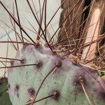 Opuntia macrocentra 其他