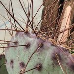 Opuntia macrocentra Altro