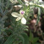 Tetramerium nervosum Flower