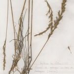 Helictochloa bromoides Hábito