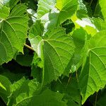 Vitis vulpina 叶