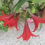 Hippeastrum reginae Çiçek