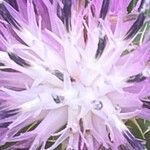 Centaurea aspera 花