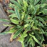 Hosta sieboldii Folla