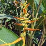 Heliconia latispatha Flower