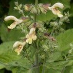 Salvia glutinosa Flower