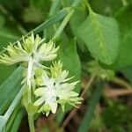 Valerianella discoidea 花