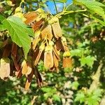 Acer diabolicum Fruit