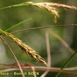 Carex brachystachys 其他