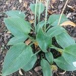 Hosta ventricosa Leaf