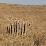 Hoodia gordonii Квітка