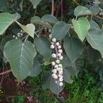 Croton macrostachyus Habitus