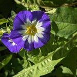 Convolvulus tricolor Flower