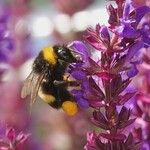 Salvia sylvestris Other