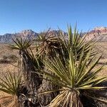 Yucca schidigera Frunză