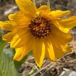 Wyethia sagittata Kvet