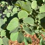 Bauhinia galpinii Leaf