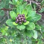 Baccharis prunifolia Deilen