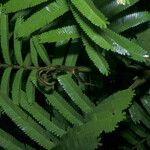 Parkia velutina Hoja