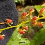 Liparis caulescens Blomma