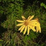 Verbesina helianthoides Flower