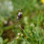 Arabis caerulea Bloem