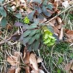 Euphorbia amygdaloides Feuille