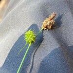 Carex lepidocarpa Blodyn