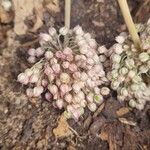 Allium polyanthum ফুল
