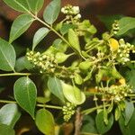 Ateleia herbert-smithii Flower