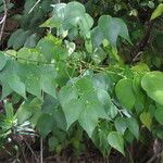 Phyllanthus luciliae