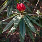 Rhododendron pachytrichum Λουλούδι