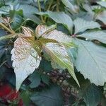 Parthenocissus quinquefolia Ліст