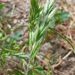 Bromus hordeaceus Ffrwyth