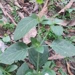 Ruellia prostrata Liść