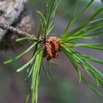 Pinus virginiana Habit