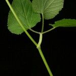 Pimpinella urceolata Other