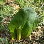 Arum cylindraceumFrunză