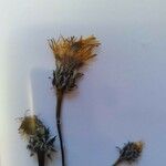 Sonchus maritimus Flower