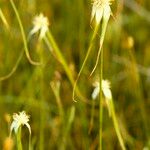 Rhynchospora colorata Blüte