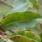 Syzygium borbonicum Leaf