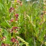 Rumex bucephalophorus Flower