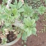 Euphorbia nivulia Hoja