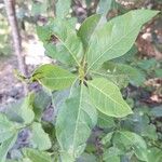 Bourreria succulenta Leaf