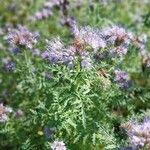 Phacelia congesta Flower