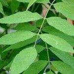 Wisteria frutescens Leaf