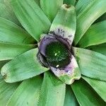 Neoregelia concentrica অভ্যাস