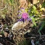 Centaurea nigra Flor