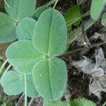 Trifolium ochroleucon Folla