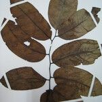 Diplotropis purpurea Otro